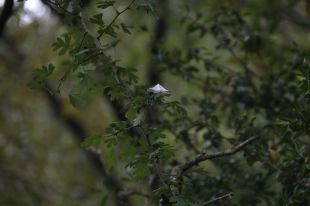 Afavoriran la cria d'ocells que s'alimenten d'eruga del boix per acabar amb la plaga al Ripollès