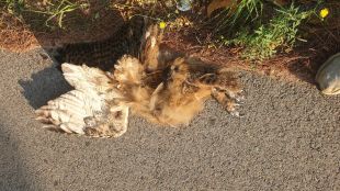 Atropellen un duc a la C-31 entre Palamós i Sant Feliu de Guíxols