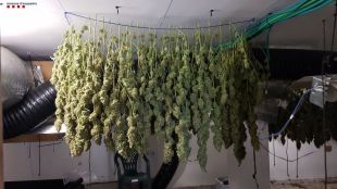 Cinc detinguts per explotar un cultiu interior de marihuana a Blanes amb més de 67 quilos de droga