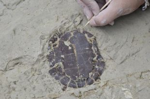 Troben al Camp dels Ninots restes de tritons i tortugues atrapats en un volcà fa 3,5 milions d'anys