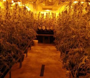 Dos detinguts més per la plantació de marihuana sota un galliner a Palamós 