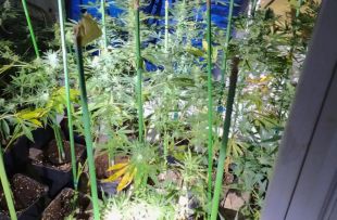 Un detingut a Sarrià de Ter amb més de 800 plantes de marihuana a casa i que deia que algú les hi volia robar