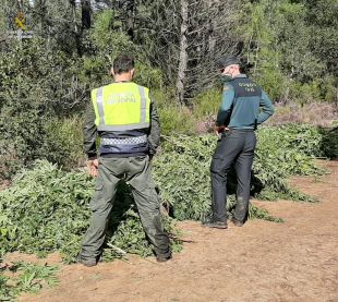 Descobreixen 900 plantes de marihuana a vista de dron en una zona boscosa de Sils