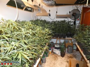 Un operatiu a Figueres i Vilafant acaba amb cinc detinguts i 1.072 plantes de marihuana comissades