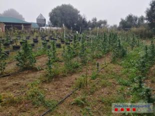 Detingut un home que cultivava prop de 400 plantes de marihuana en una masia a Regencós