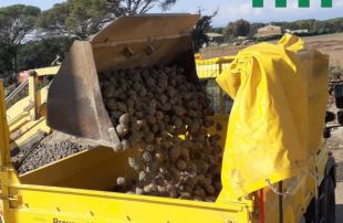 Els Agents Rurals comissen més de quinze tones de pinyes a Llagostera i Santa Cristina d'Aro 