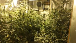 Dos detinguts per tenir una plantació de marihuana en una casa a Palafrugell