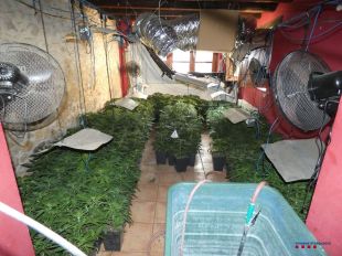 Quatre detinguts per tenir marihuana valorada en 21.000 euros dins una masia a l'Alt Empordà