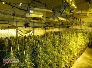 Detingut a Cornellà del Terri per tenir una plantació de marihuana valorada en 211.500 euros