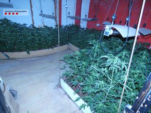 Detingut per tenir 1.330 plantes de marihuana a dins una masia a Viladasens