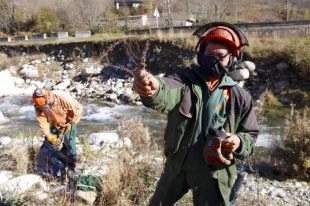 Intenten aturar la progressió d'una planta invasora a la capçalera del Ter