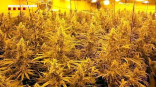 Macrooperació dels Mossos contra el tràfic de marihuana: 16 detinguts i 12.000 plantes decomissades