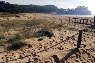 Palamós protegeix les dunes de la platja de Castell, de les últimes verges a la Costa Brava