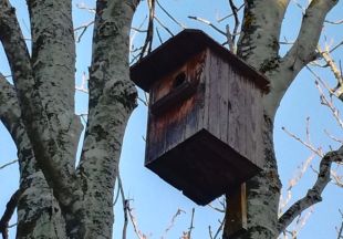 Palafrugell instal·la 24 caixes niu per a ocells i ratpenats