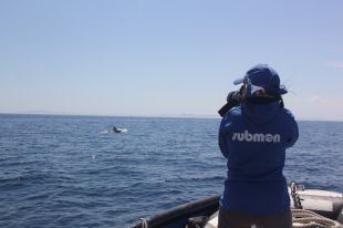 Estudien si el confinament ha tingut impacte en el nombre de dofins al Cap de Creus