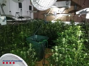 Cinc detinguts per tenir 1.074 plantes de marihuana en diversos domicilis a Sant Miquel de Fluvià
