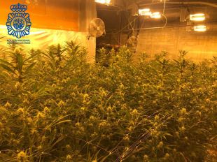 Un detingut i 458 plantes de marihuana intervingudes a Lloret de Mar