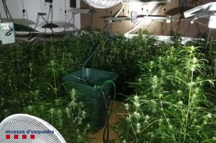 Un detingut per tenir més de 2.500 plantes de marihuana en una masia de Siurana
