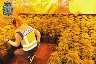 Localitzen un cultiu de prop 1.000 plantes de marihuana en un xalet a Castell d'Aro videovigilat