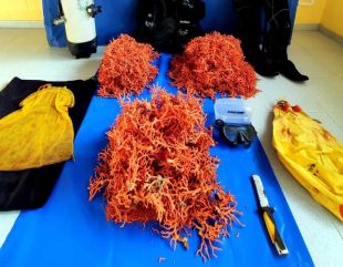Denunciat un home per recol·lectar 22,8 kg de corall sense autorització a Palamós