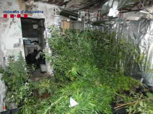 Quatre detinguts a Vilafant, tres d'ells menors, per voler robar un pis amb marihuana i equivocar-se de casa