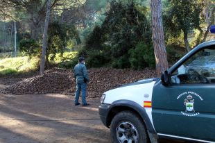 Comissades 36 tones de pinya a Santa Cristina d'Aro i dos denunciats per collir-ne sense permís