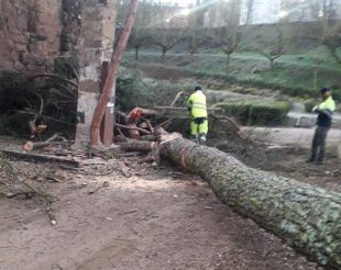 Uns brètols talen un arbre de la plaça del Monestir de Sant Joan les Fonts i malmeten el porxo del temple 