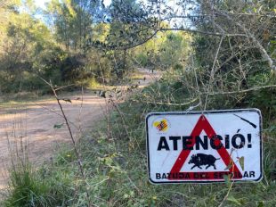 Els caçadors hauran d'anunciar amb antelació les batudes de senglars la propera temporada