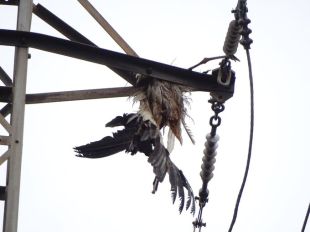 Naturalistes de Girona denuncia la mort de 12 cigonyes electrocutades a Girona la passada tardor