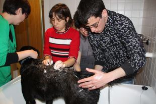 CTAC impulsa un projecte per inserir joves discapacitats al món laboral cuidant gossos 