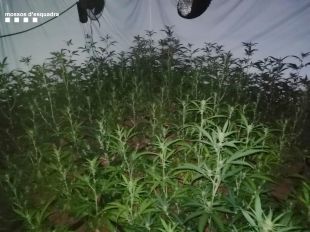 Enxampen un home que cultivava 2.663 plantes de marihuana a Santa Cristina d'Aro quan se li va incendiar la instal·lació elèctrica