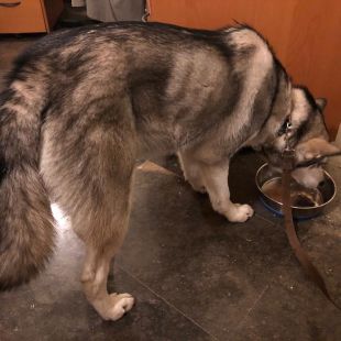 La Policia Municipal de Girona identifica el propietari del gos maltractat i rescata la mascota