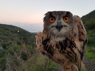 Segueix creixent la presència de ducs al Parc Natural del Cap de Creus