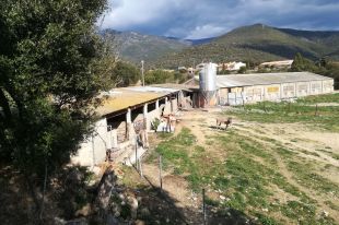 Un jutjat ordena a l'Ajuntament de Cantallops que tanqui una granja per falta de titulació 