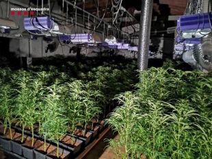 Detinguts a Llagostera membres de dos clans familiars que conreaven marihuana en una masia catalogada