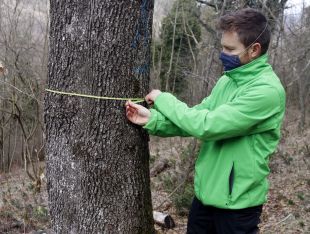 Preparen una finca de Ribes de Freser per aconseguir boscos més resistents al canvi climàtic 