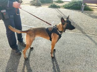 Set denúncies per tinença i consum de drogues al carrer en un mes a Palafrugell gràcies a la unitat canina 