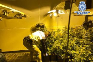 Una denúncia anònima posa al descobert dos cultius de marihuana a Lloret i Maçanet