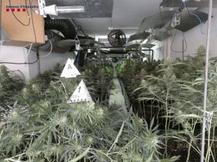 Quatre detinguts i més de 2.300 plantes de marihuana comissades en dues actuacions a l'Escala