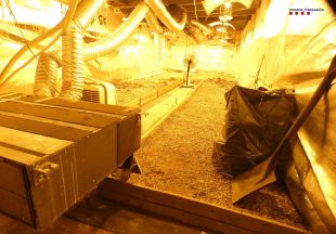 Tres detinguts i desmantellada una plantació de marihuana amagada en una finca de Regencós
