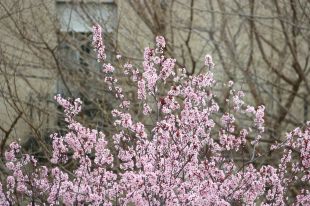Els experts preveuen una primavera amb menor afectació d'al·lèrgies respiratòries
