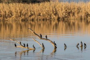 El Parc Natural del Montgrí, les Medes i el Baix Ter registra uns 3.000 ocells aquàtics menys que al 2020
