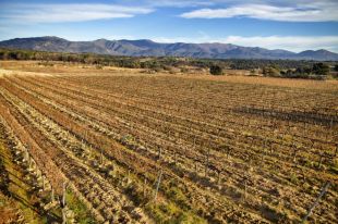 La DO Empordà reclama una moratòria en la implantació de parcs eòlics i ''consens''