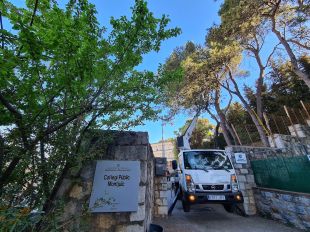 Girona tala 59 pins de l'escola Montjuïc i el seu entorn pel risc de caiguda que pateixen