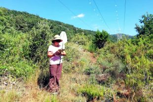 Analitzen com les línies elèctriques contribueixen a preservar la biodiversitat 