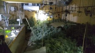 Un avís per robatori treu a la llum un cultiu amb 287 plantes de marihuana a Cassà de la Selva