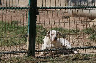 Roses imposa 20.263 euros en multes per incompliments de l'ordenança de tinença d'animals