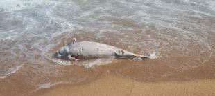 Troben un dofí mort a la platja de Blanes