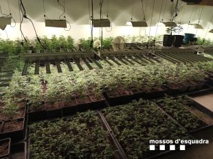 Tres detinguts per tenir 588 plantes de marihuana dins un pis de Girona
