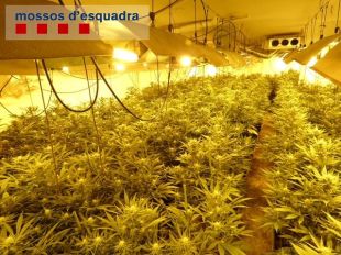 Detinguda una parella a Riells i Viabrea amb més de 1.300 plantes de marihuana al garatge de casa